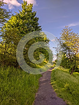 Dirt foothpath among trees and grass with blue sky