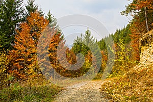 Dirt forest road in autumn