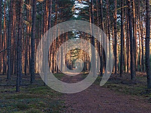 A dirt forest road through a pine forest.