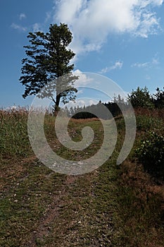 Dirt forest road used also as touristic pathway in Javorniky mountains on boundary of Czech Republic and Slovakia