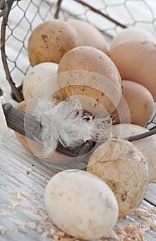 Dirt fresh eggs in basket