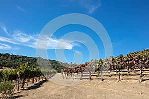 Dirt gravel farm road through rows of vines in vineyard in wine country under blue sky in California US