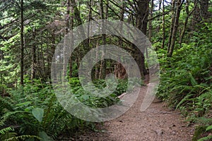 Dirt Hiking Path in Oregon