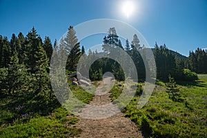 Dirt Hiking Trail into California Forest