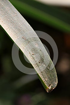 Dirt and leaf