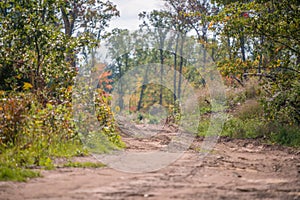 Dirt logging path in forest in Northern Wisconsin in Governor Knowles State Park photo