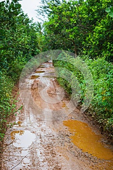 Dirt mud road in jungle