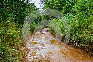 Dirt mud road in jungle of Vietnam