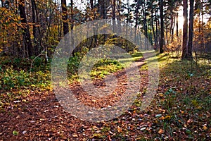 Dirt path in autumn forest