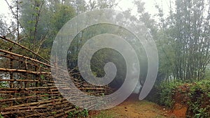 Dirt path through bamboo