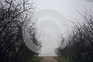 Dirt path bordered by bare bushes