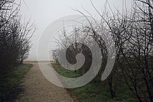 Dirt path bordered by bare bushes