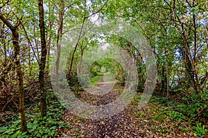 Dirt path with dry leaves between trees and vegetation in a nature reserve