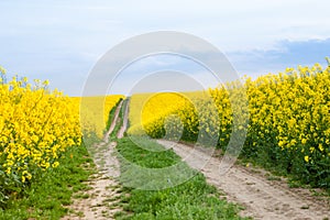 Dirt path through farmland