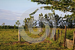 A dirt path through a field on a Venezuelan ranch bordered by barbed wire and electric fences with mountains in the background