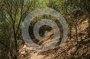 Dirt path in the forest amid bushes and trees