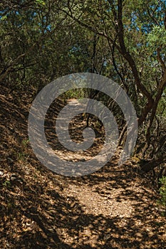 Dirt path in the forest amid bushes and trees