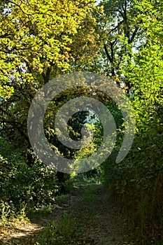 A dirt path in a forest in early autumn