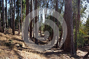 Dirt Path going down in dry Forest in Berkeley