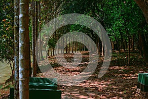 A dirt path through the green forest and sunlight