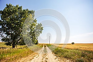 Dirt path beside a green tree dividing pasture land