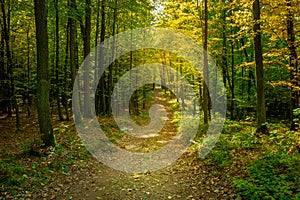 Dirt path in green yellow deciduous forest