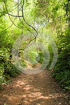 Dirt path in jungle