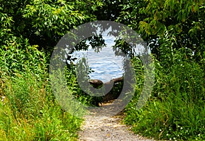 Dirt path leading to water through shrubs