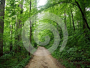 Dirt Path leading upwards through the Forest