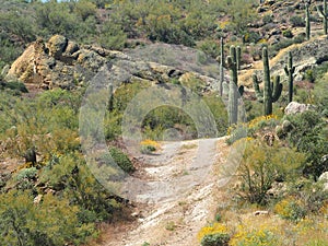 A Dirt Path Leads into the Cactus Landscape of the Tonto National Forest in Arizona