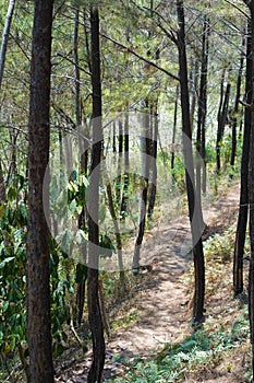 A dirt path leads through a lush pine forest in Tulungagung, East Java, Indonesia.