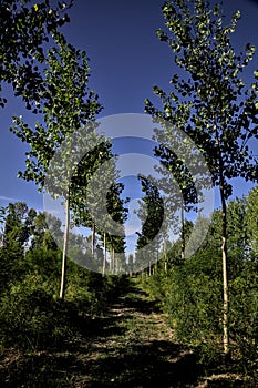 Dirt path in the middle of a birch trees plantation at sunset