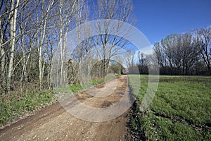 Dirt path with puddles in a grove