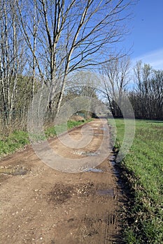 Dirt path with puddles in a grove