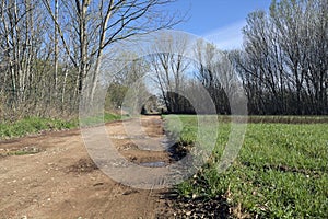 Dirt path with puddles in a grove