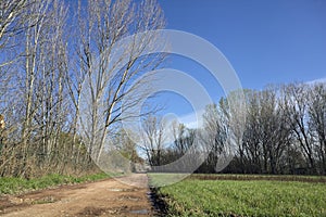 Dirt path with puddles in a grove