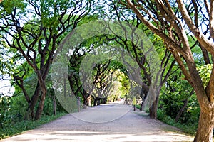 Dirt path in Puerto Mader ecological reserve, framed by trees