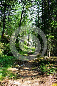 Dirt path running through a forest filled with lots of trees