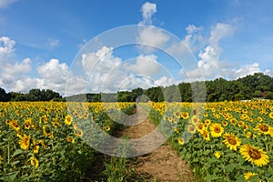 A dirt path runs through a field of sunflowers under a blue sky in summer