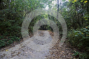 Dirt path in the shade in the middle of a forest in autumn