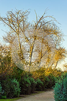 Dirt path through shrubery and bare diciduous treeline