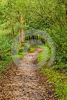 Dirt path with a slight curve in the middle of the forest with dry leaves in the direction of a wooden bench