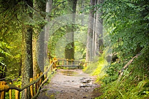 A dirt path in a small ravine of autumn forest, in a warm sunny day, landscape