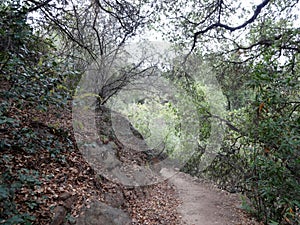 Dirt path surrounded by dry leafs and trees in the hills