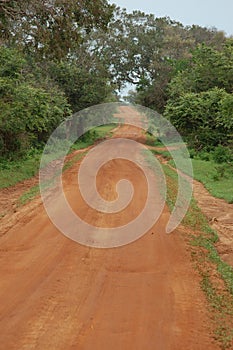 Dirt red road in the savannah