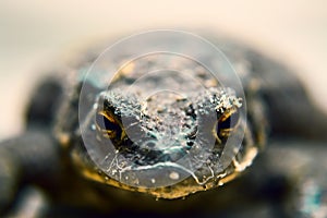 dirt, remains of old spiders on the head of a frog