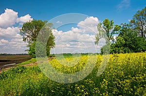 Dirt road across agricultural fields. Blooming canola field on foreground