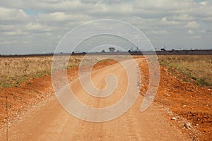 Dirt road against the Savannah Grassland landscapes of Nairobi National Park, Kenya