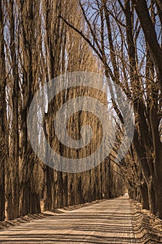 Dirt road with aligned poplar trees with no leaves and brown colors at winter in Uspallata, Mendoza, Argentina