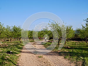 Dirt road through almond tree field in Castile La Mancha, windmills in the background. Spain.